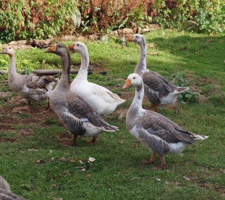 ducks, flock, birds, farm, nature, ranch, farmer, duck, land bird