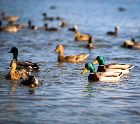 A flock of mallard ducks swimming peacefully on a sunlit lake surface.